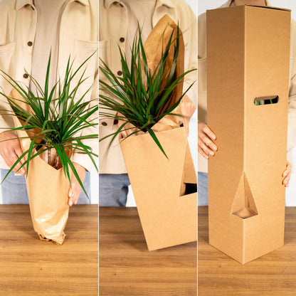 Yucca Elephantipes - Palm Lily - Ø17cm - ↕85cm