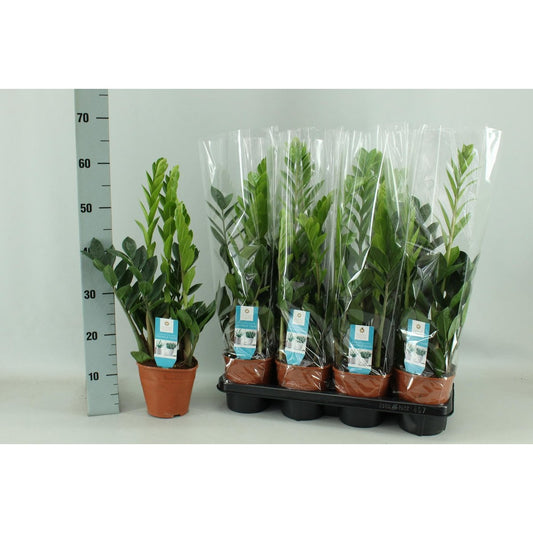 Zamioculcas 14cm - Ø14cm - ↕65cm