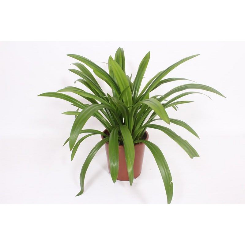 Hymenocallis Speciosa - Ø27cm - ↕80cm