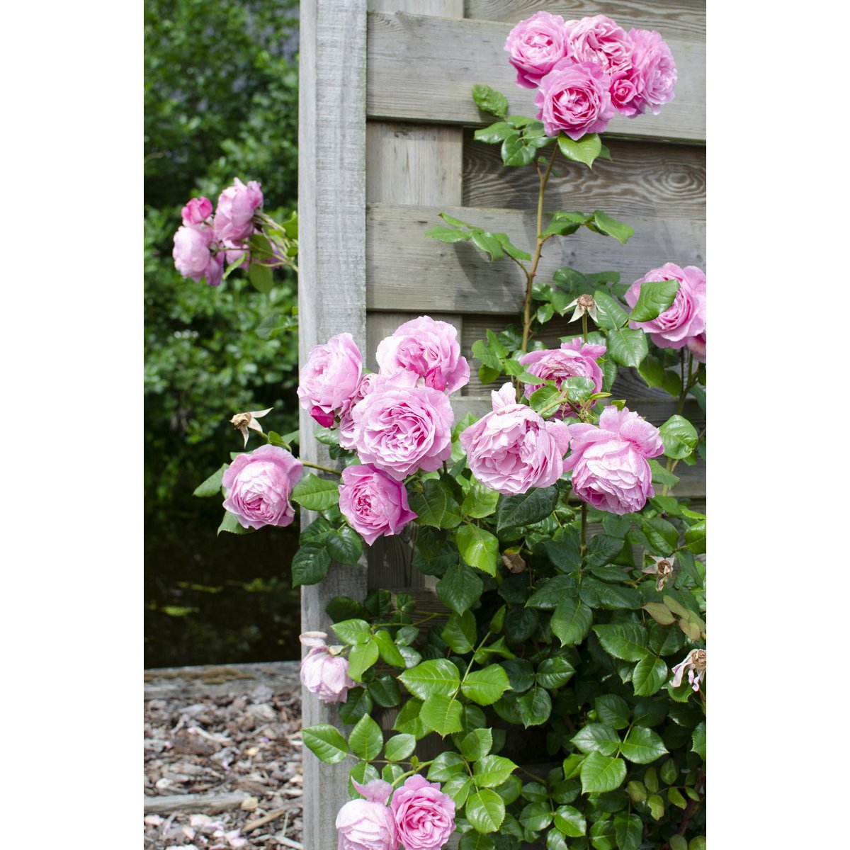 3x - Rosa mix - ↨65cm,Ø15