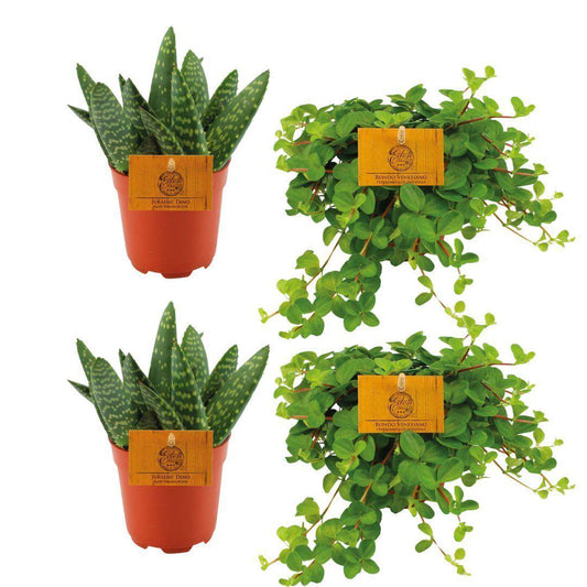 2x Aloe Paradisicum + 2x Peperomia Rotundifolia - 4 stuks - Ø10.5cm - ↕10cm