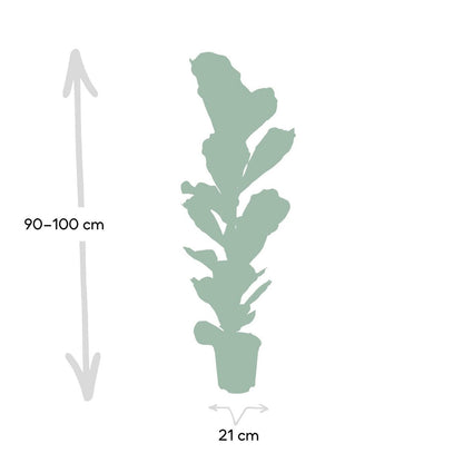 Ficus Lyrata - Rubber plant - Ø21cm - ↕100cm