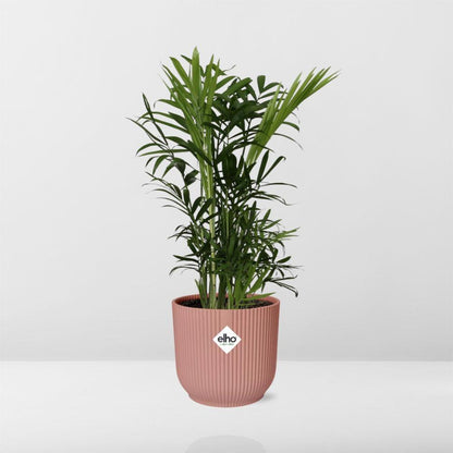 Chamaedorea Elegans in ELHO Vibes Fold 14cm pink