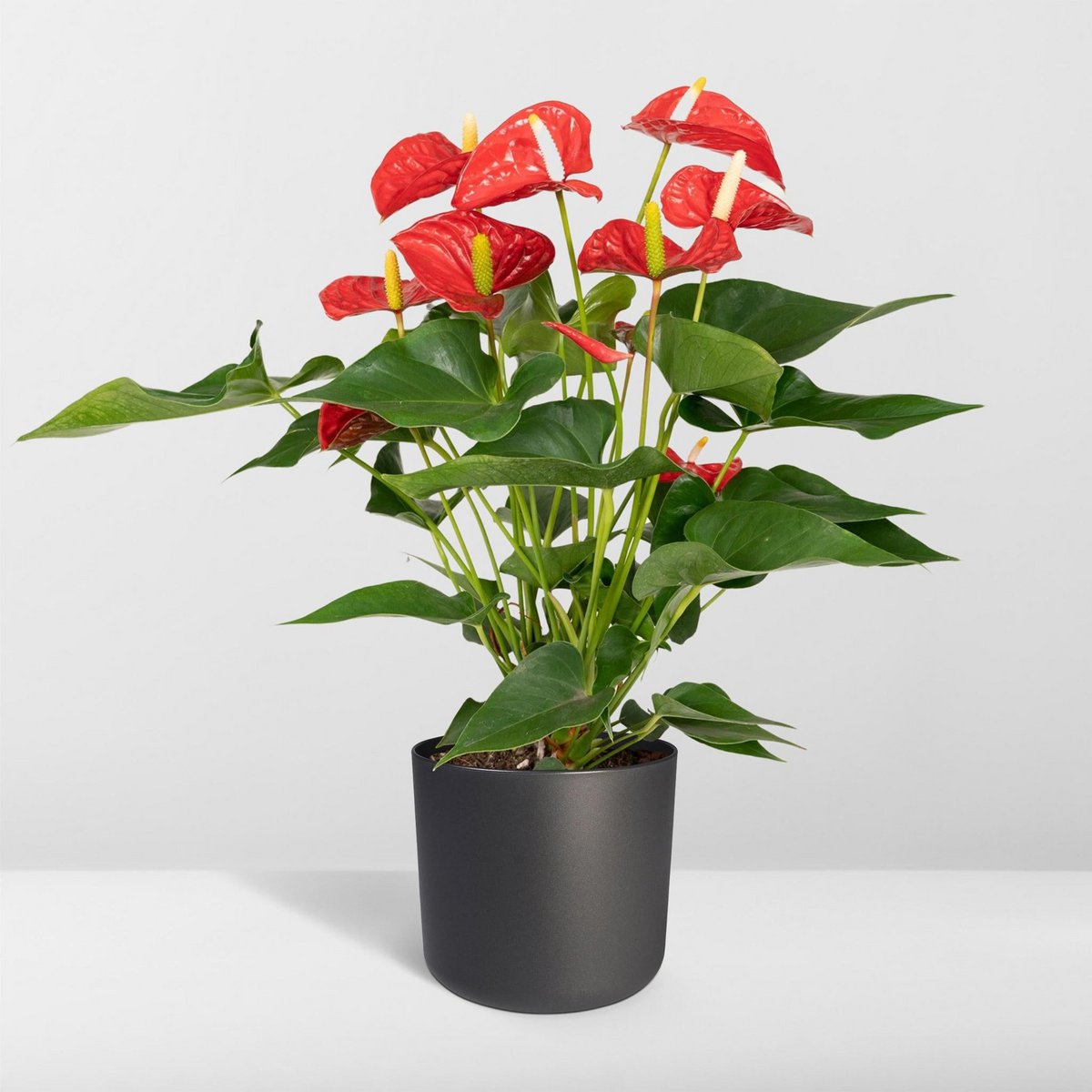 Anthurium Red - Flamingo plant - Ø17cm - ↕55cm