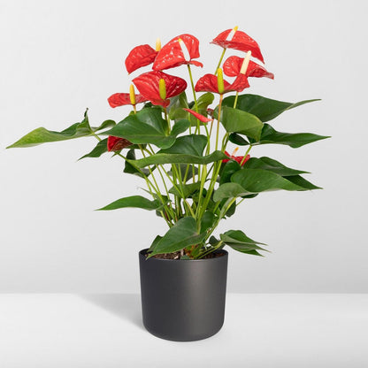 Anthurium Red - Flamingo plant - Ø17cm - ↕55cm