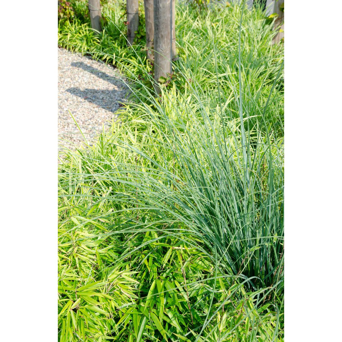 2x Fargesia rufa - ↨60cm - Ø19