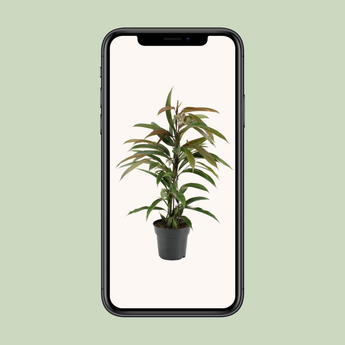 Ficus Binnendijkii Amstel King - Ø17cm - ↕70cm