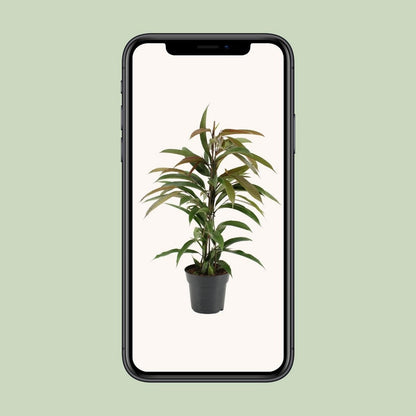 Ficus Binnendijkii Amstel King - Ø17cm - ↕70cm
