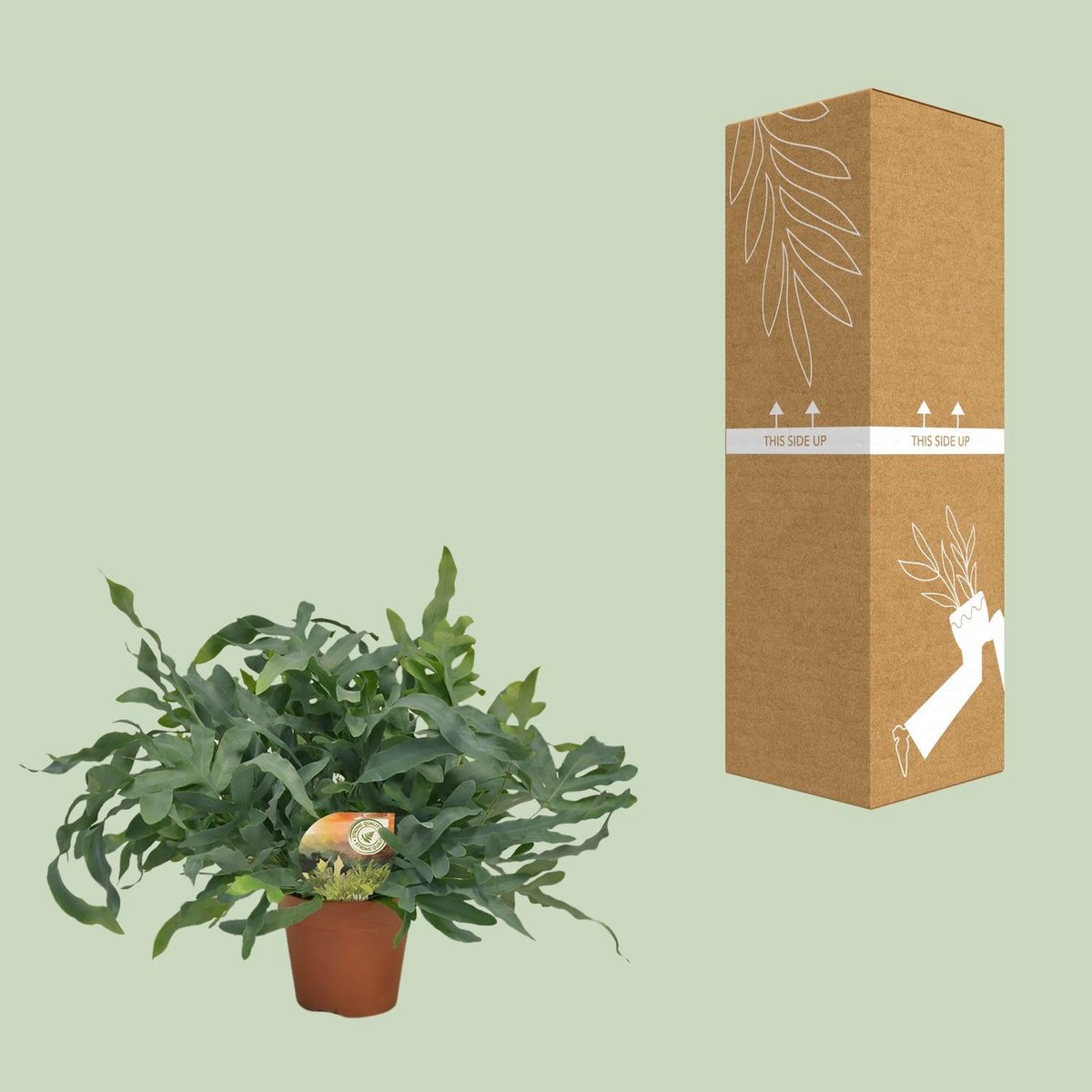 Phlebodium Blue Star | [P17-H60]