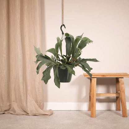 Platycerium Netherlands Hang - Staghorn fern - Ø17cm - ↕30cm
