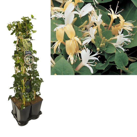 1 M. Privacy Mix Hedera + Clematis 'Hall's Prolific' +label | [P17-H90]