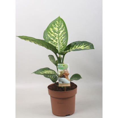 Dieffenbachia Tropic Snow - Ø17cm - ↕60cm
