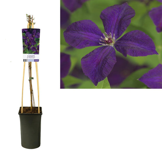 Clematis Vit. 'Polish Spirit' | [P17-H75]