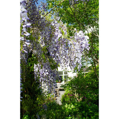 Wisteria Sinensis Caroline - Purple rain - Ø15cm - ↕65cm