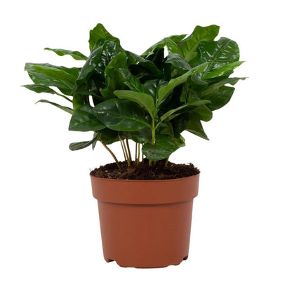 Coffea Arabica 12cm - Ø12cm - ↕22cm