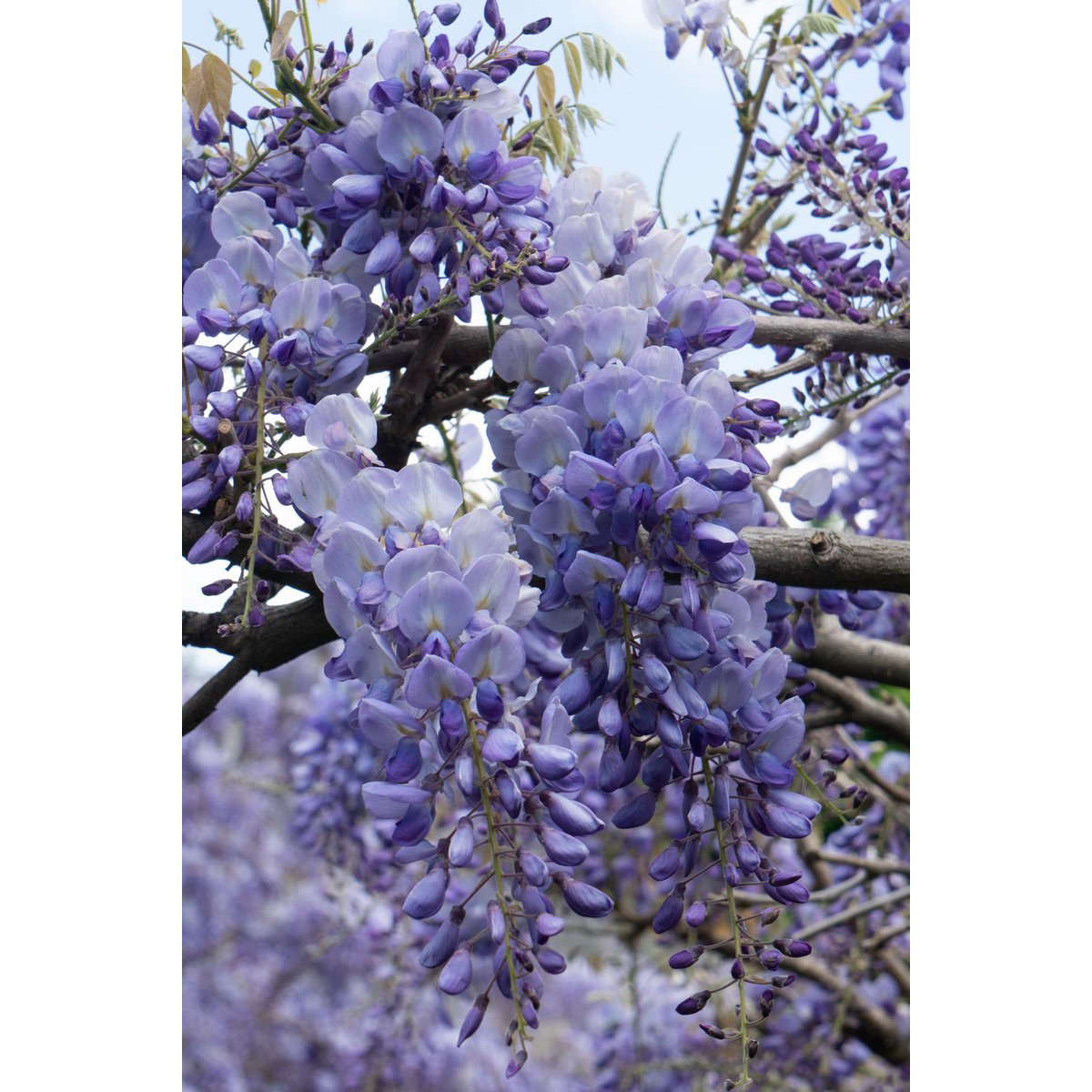 2x Wisteria sinensis 'Prolific' - ↨65cm - Ø15
