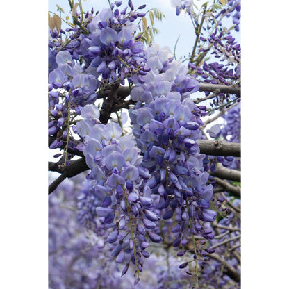 2x Wisteria sinensis 'Prolific' - ↨65cm - Ø15