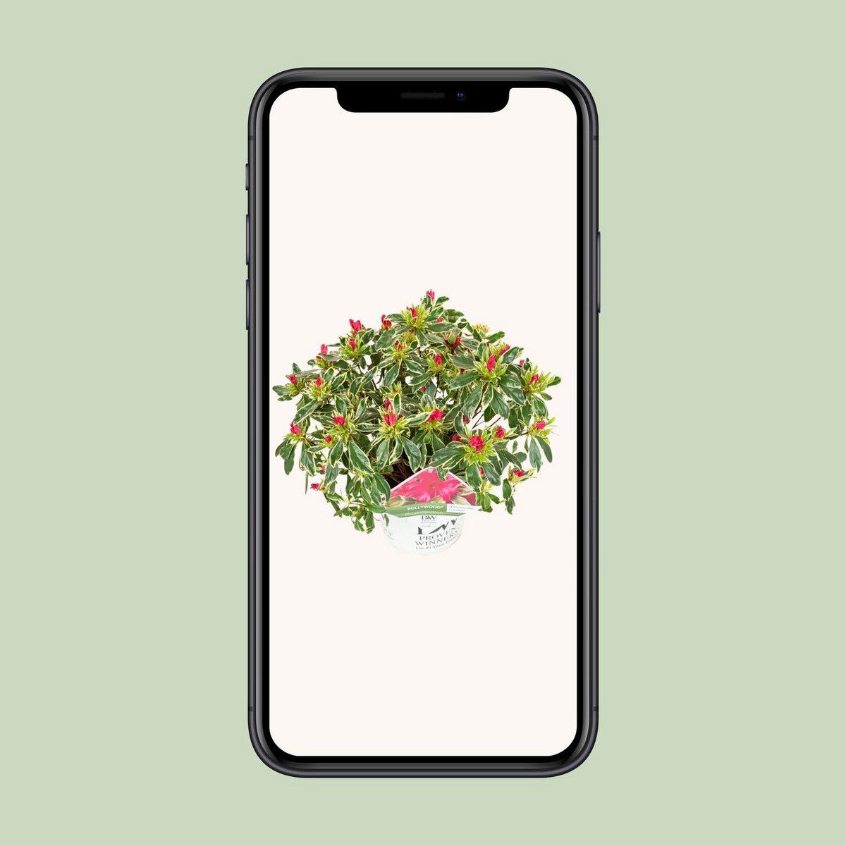 Rhododendron 'Bollywood'Â® - ↕30cm - Ø19cm