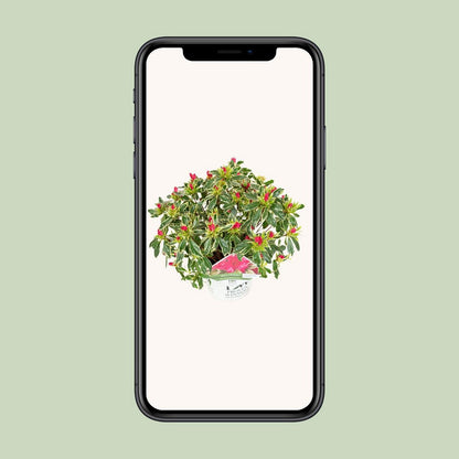 Rhododendron 'Bollywood'Â® - ↕30cm - Ø19cm