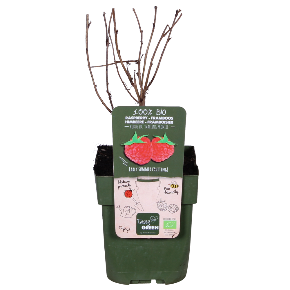 Rubus Idaeus 'Malling Promise' - ↕45cm - Ø13