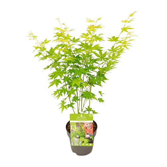 Acer palm. 'Going Green'Â® | [P15-H30]