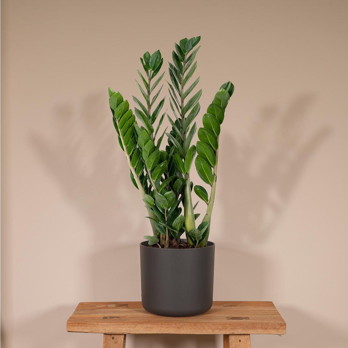 Zamioculcas Zamiifolia - Emerald palm - Ø14cm - ↕50cm