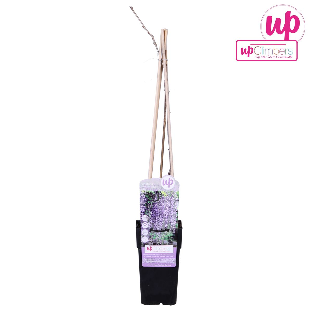 Wisteria Floribunda 'Naga Noda' - Purple rain - Ø15cm - ↕65cm