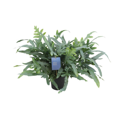 Phlebodium Aureum Blue Star - Ø17cm - ↕50cm