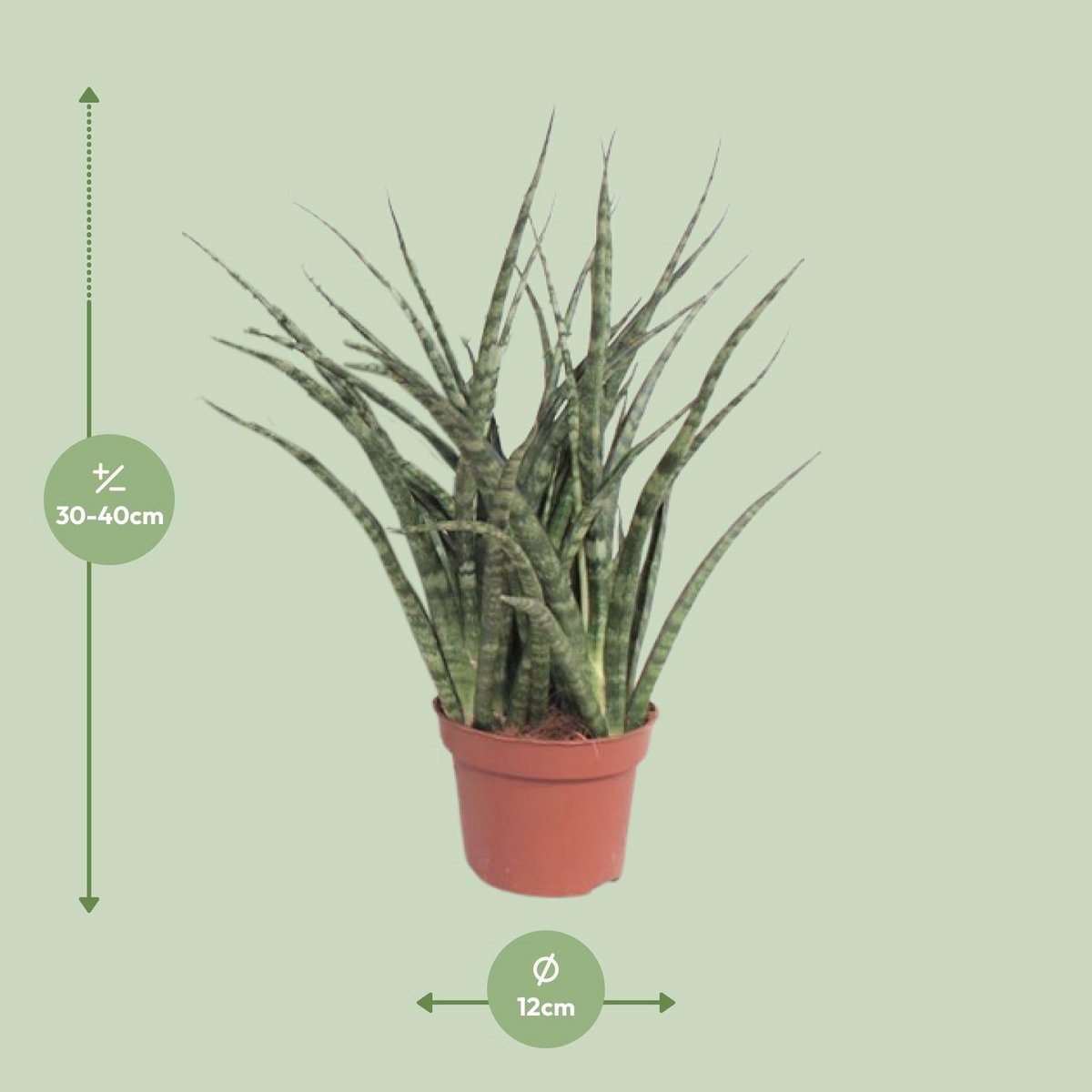 Sansevieria Fernwood Punk | [P12-H35]