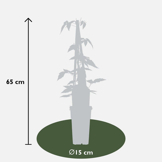 3x - Clematis Montana 'Fragrant Spring' - ↨65cm - Ø15