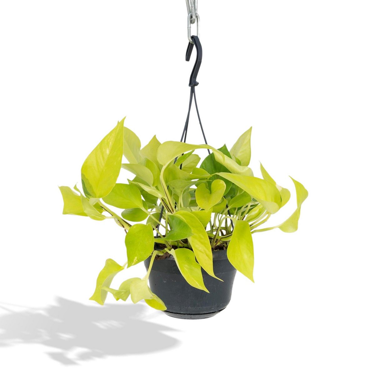 Epipremnum Golden Pothos - Scindapsus - Ø15cm - ↕25cm