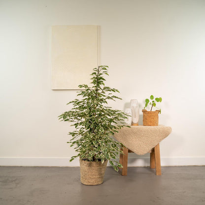 Ficus benjamina Twilight - Ø21cm - ↕95cm + Mand Selin