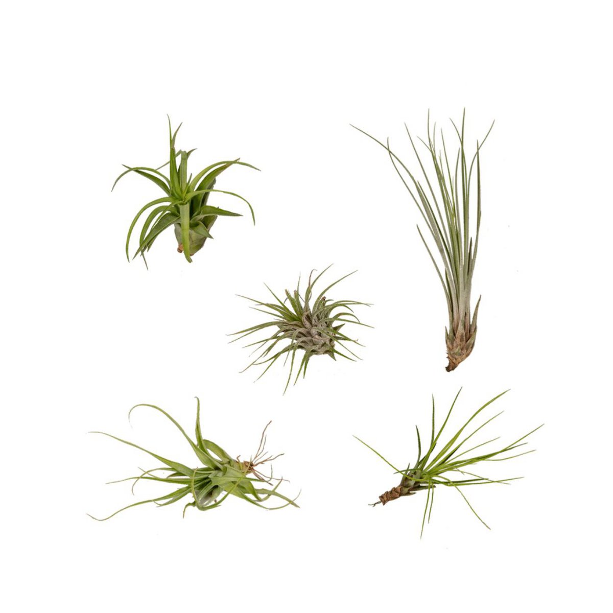 Tillandsia Air Mix - 5 Stx - 6 cm - Ø6