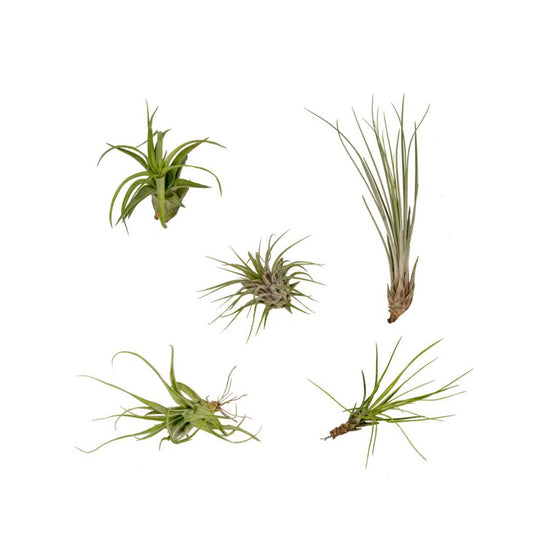 Tillandsia Air Mix - 5 Stx - 6 cm - Ø6