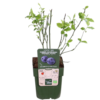 5x - Vaccinium corymbosum 'Reka' - ↨45cm - Ø13