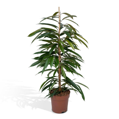 Ficus Amstel King - Weeping fig - ø21cm - ↕100cm