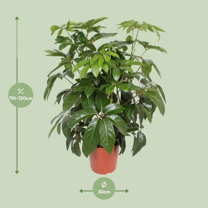 Schefflera Actinophylla ' Amate’ | [P30-H120]