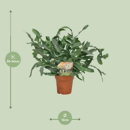 Phlebodium Blue Star | [P12-H35]