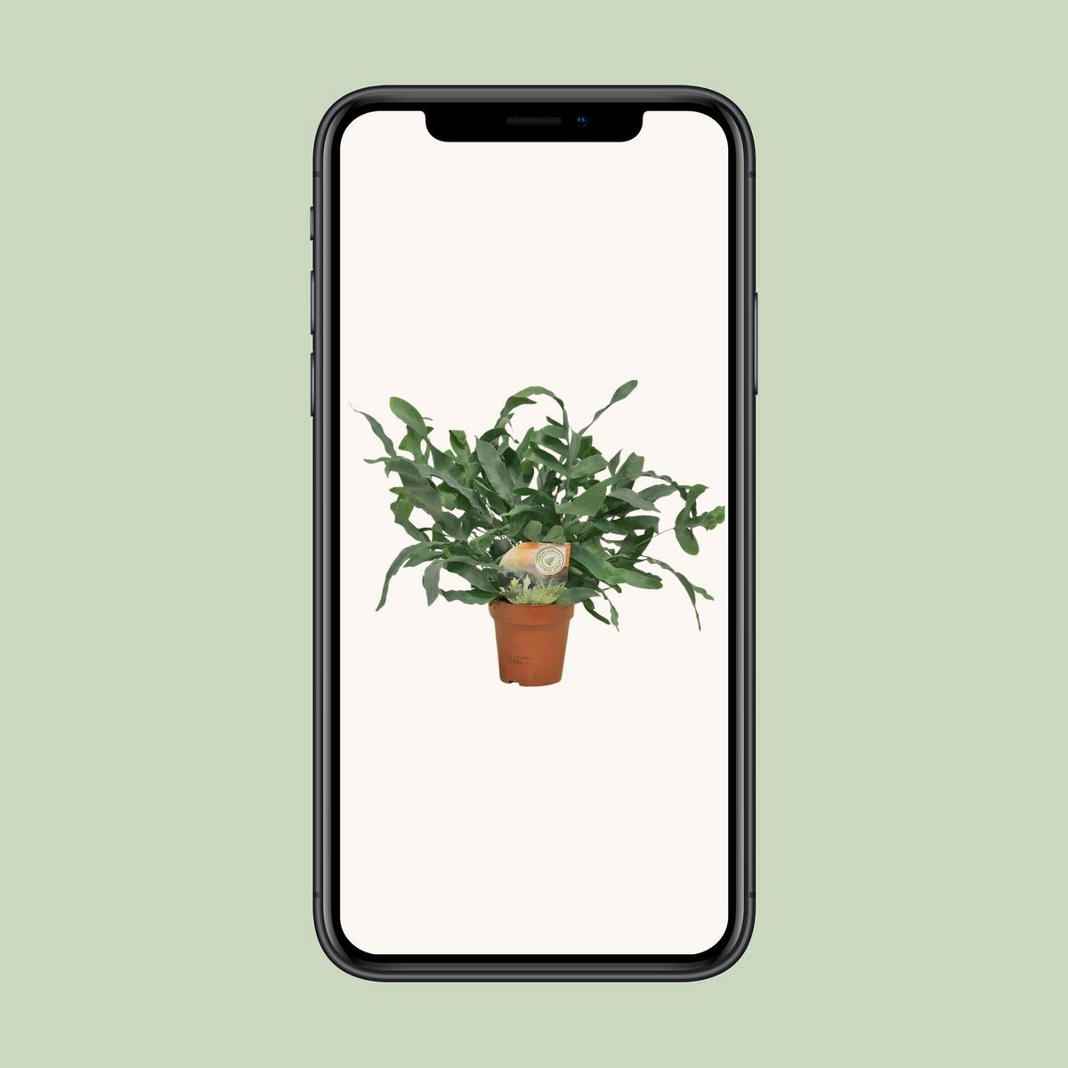 Phlebodium Blue Star | [P12-H35]