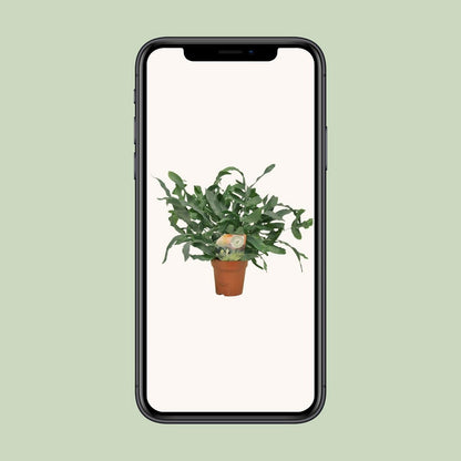 Phlebodium Blue Star | [P12-H35]