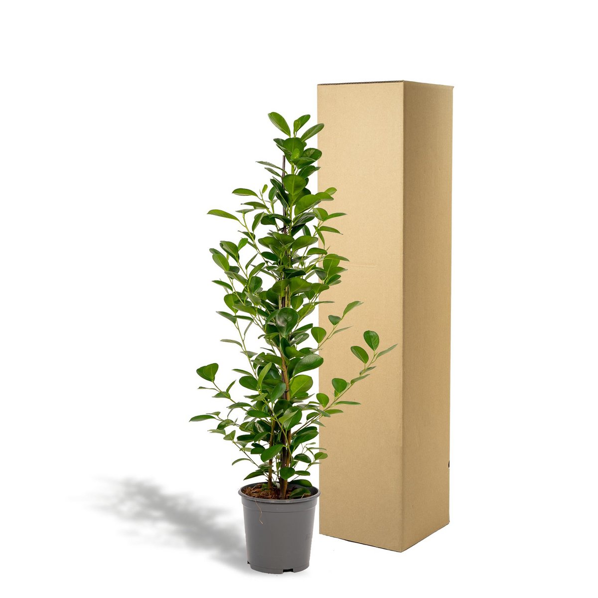 Ficus microcarpa Moclame - Ø21cm - ↕95cm