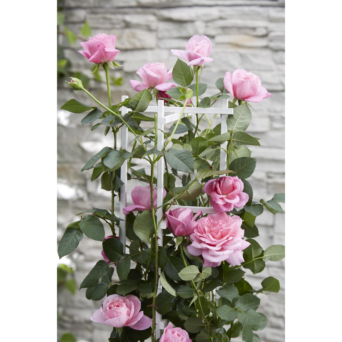 Rosa Crazy in love 'Pink' - ↕65cm - Ø15