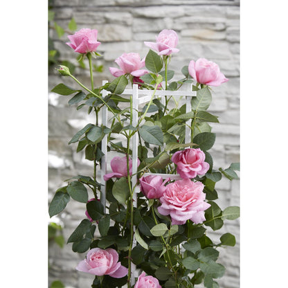 Rosa Crazy in love 'Pink' - ↕65cm - Ø15