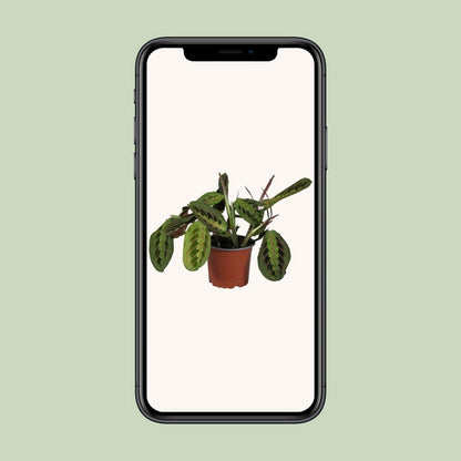 Promo - Maranta Leuconeura Fascinator - Ø12cm - ↕30cm