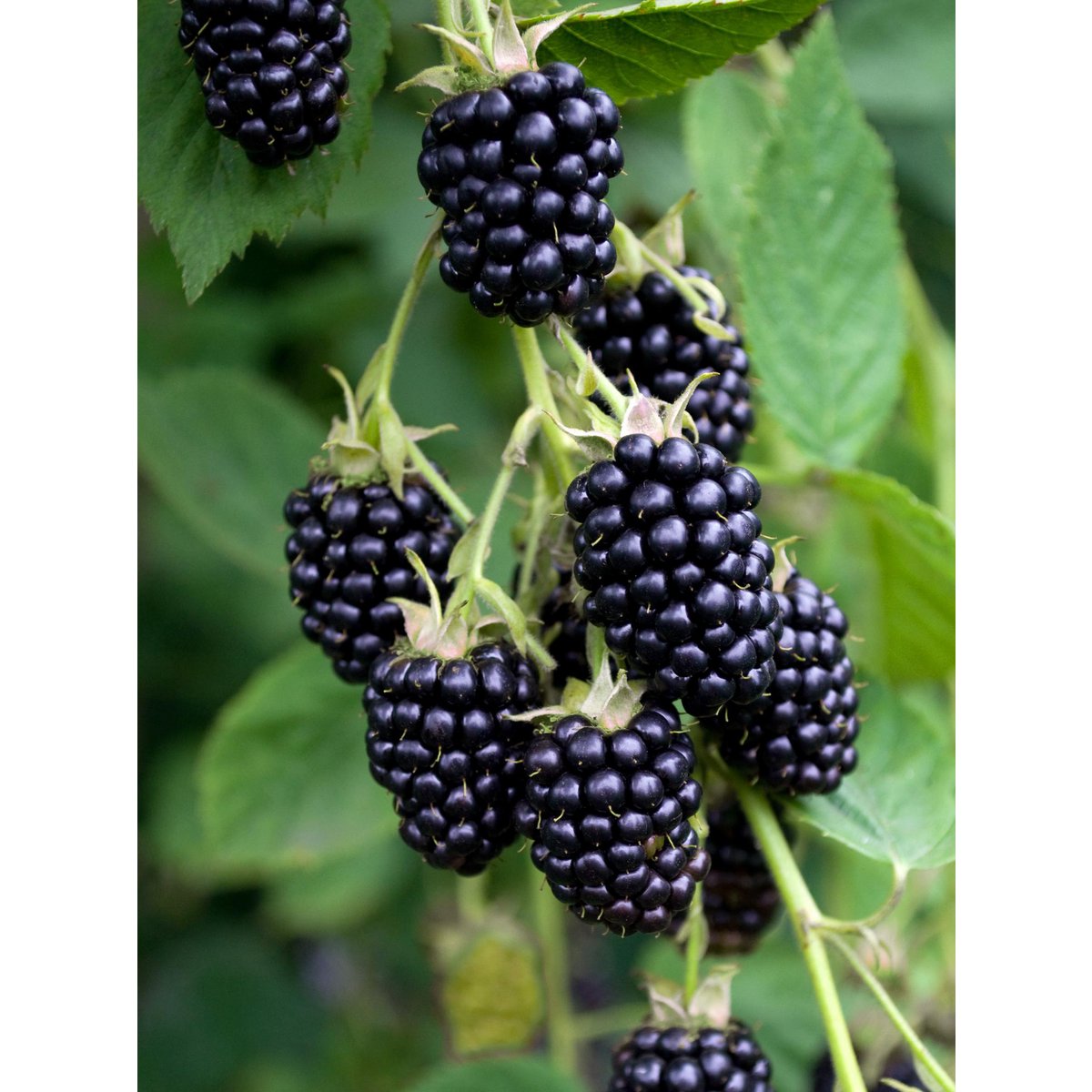 Rubus fruticosus 'Black Satin' - Doornloze Braam - Ø13cm - ↕45cm