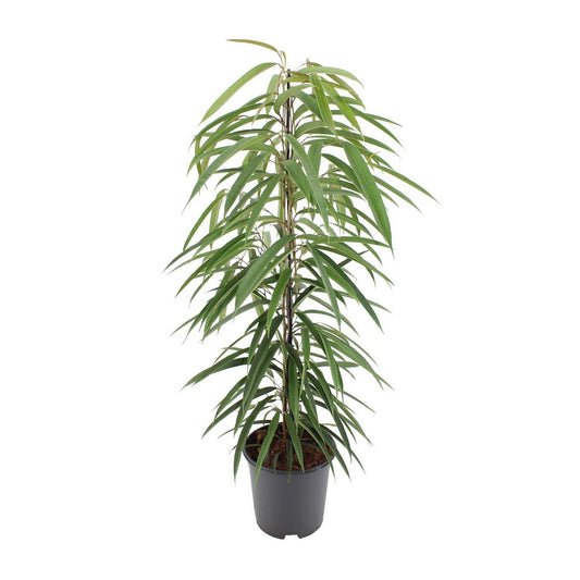 Ficus Binnendijkii Alii - 80cm - 21ø