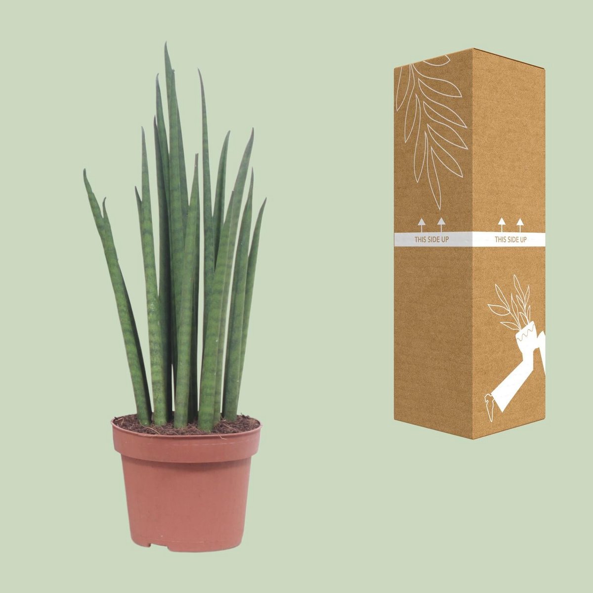 Sansevieria Mikado | [P12-H40]