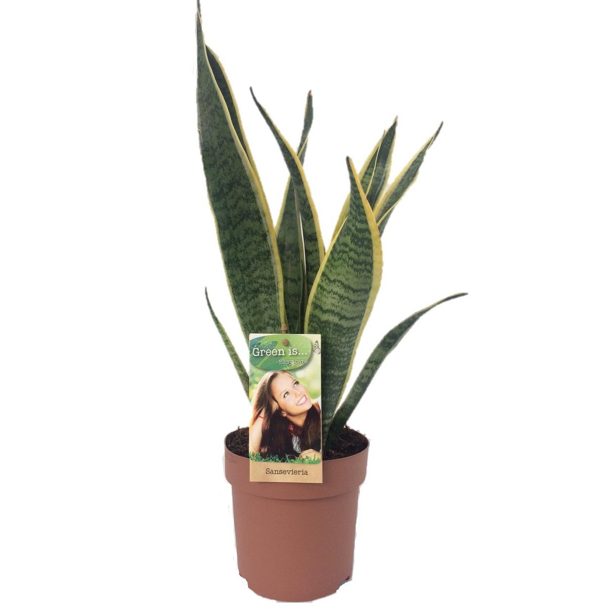Sansevieria Laurentii | [P14-H50]