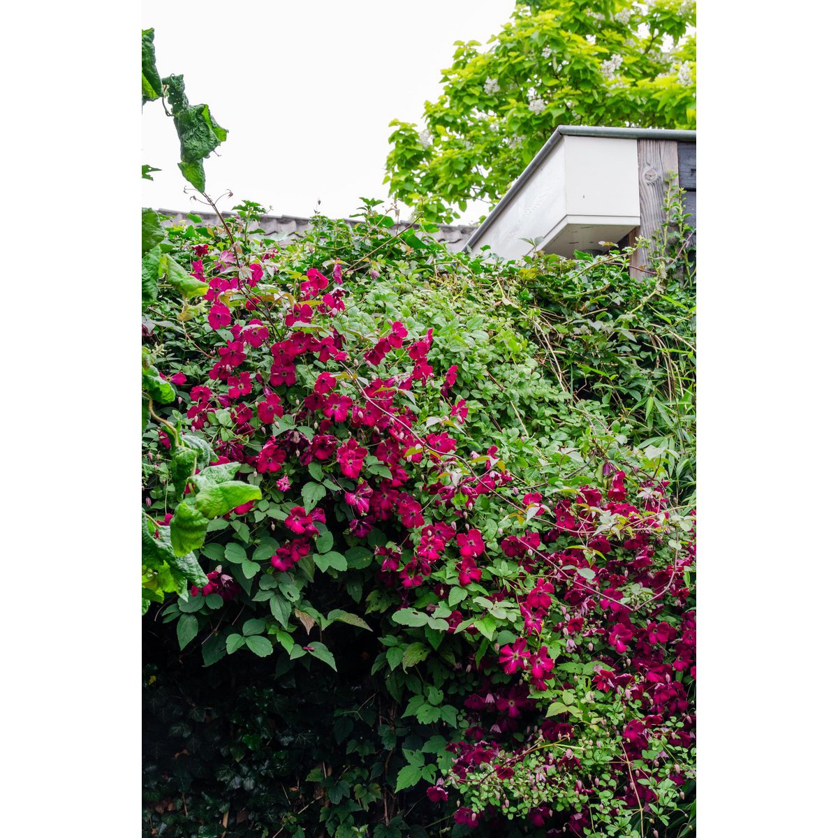 Clematis Rouge Cardinal - ↕65cm - Ø15