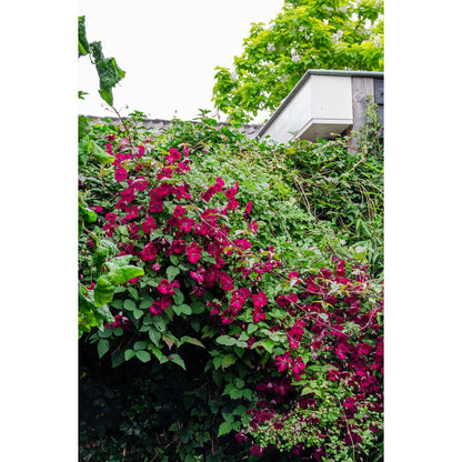 Clematis Rouge Cardinal - ↕65cm - Ø15